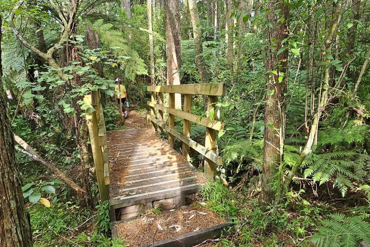 Mahurangi Farm-Forestry Trail, Mahurangi East (8)