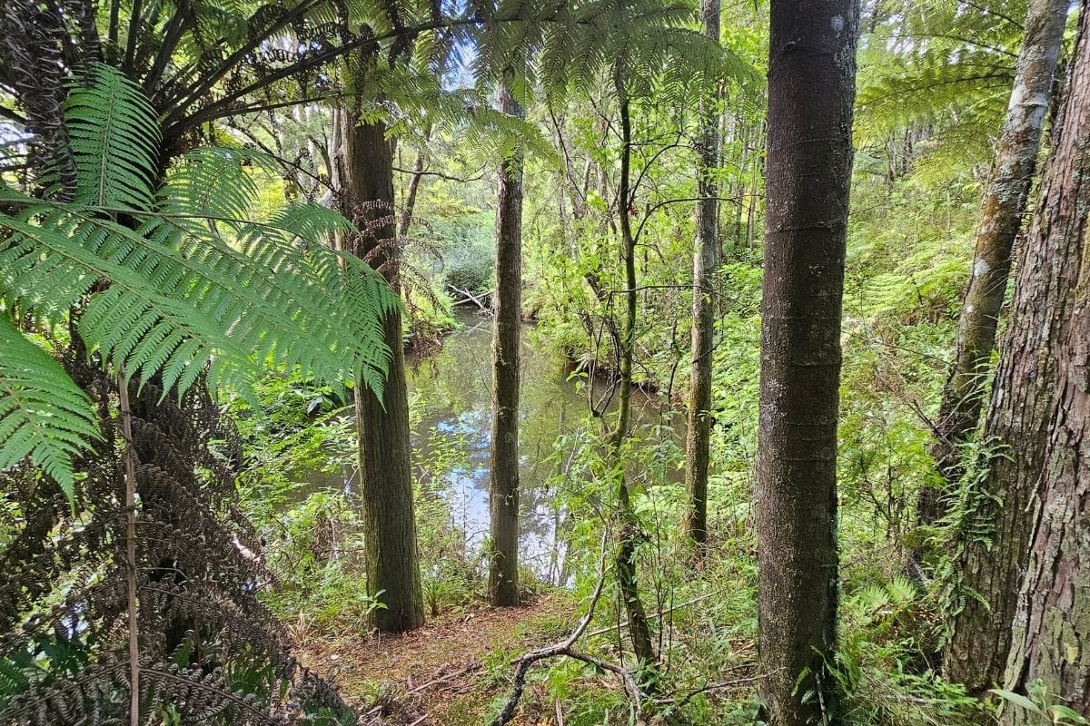 Mahurangi Farm-Forestry Trail, Mahurangi East (8)