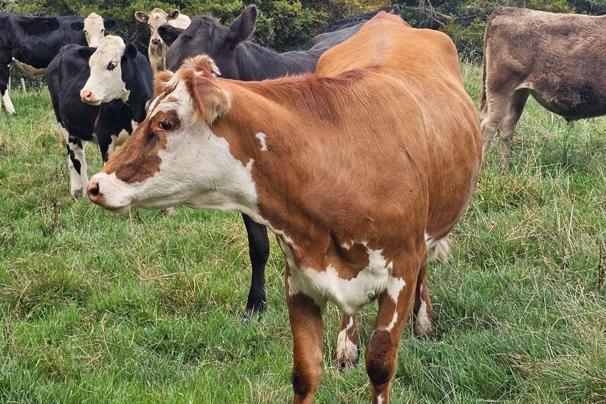 Mahurangi Farm-Forestry Trail, Mahurangi East (8)