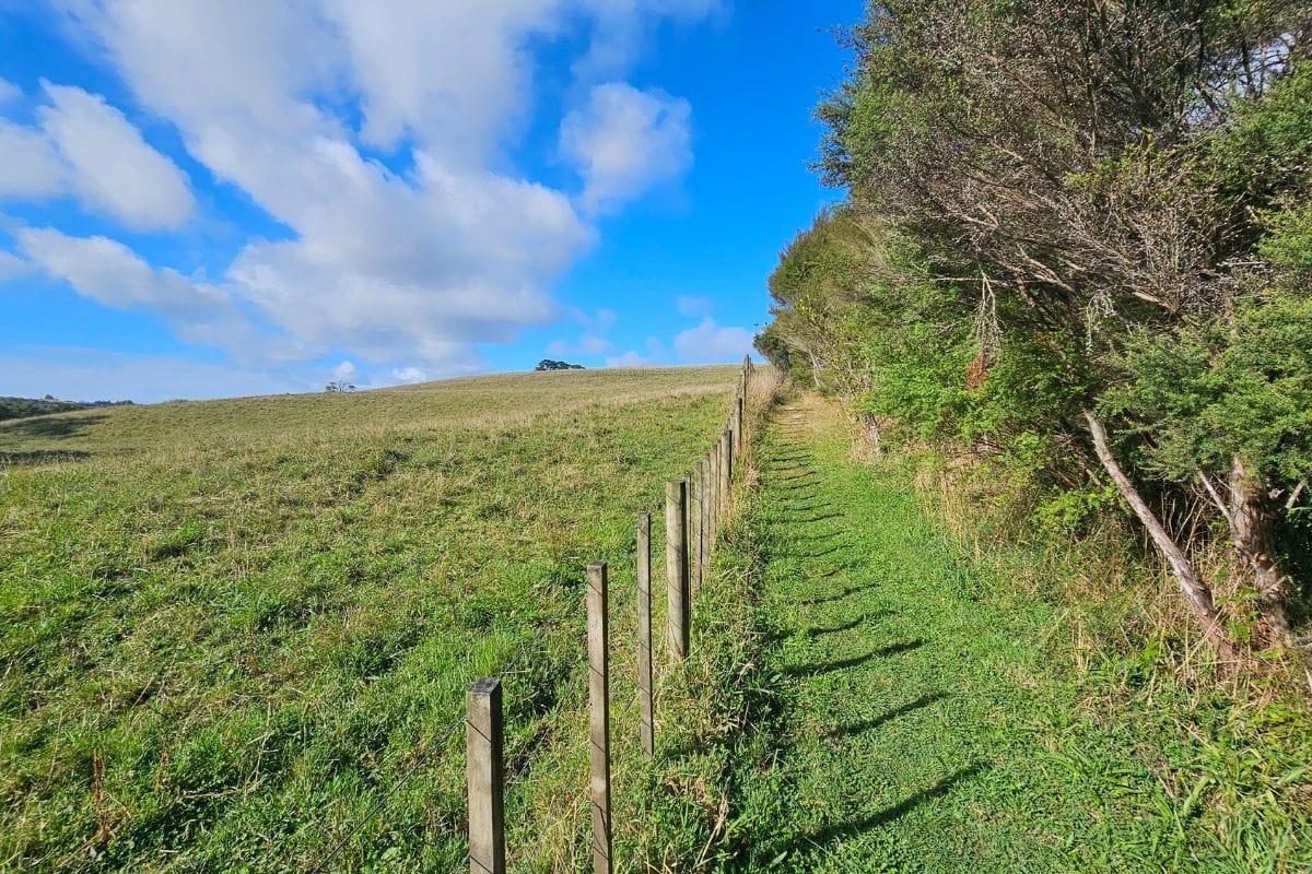 Mahurangi Farm-Forestry Trail, Mahurangi East (8)