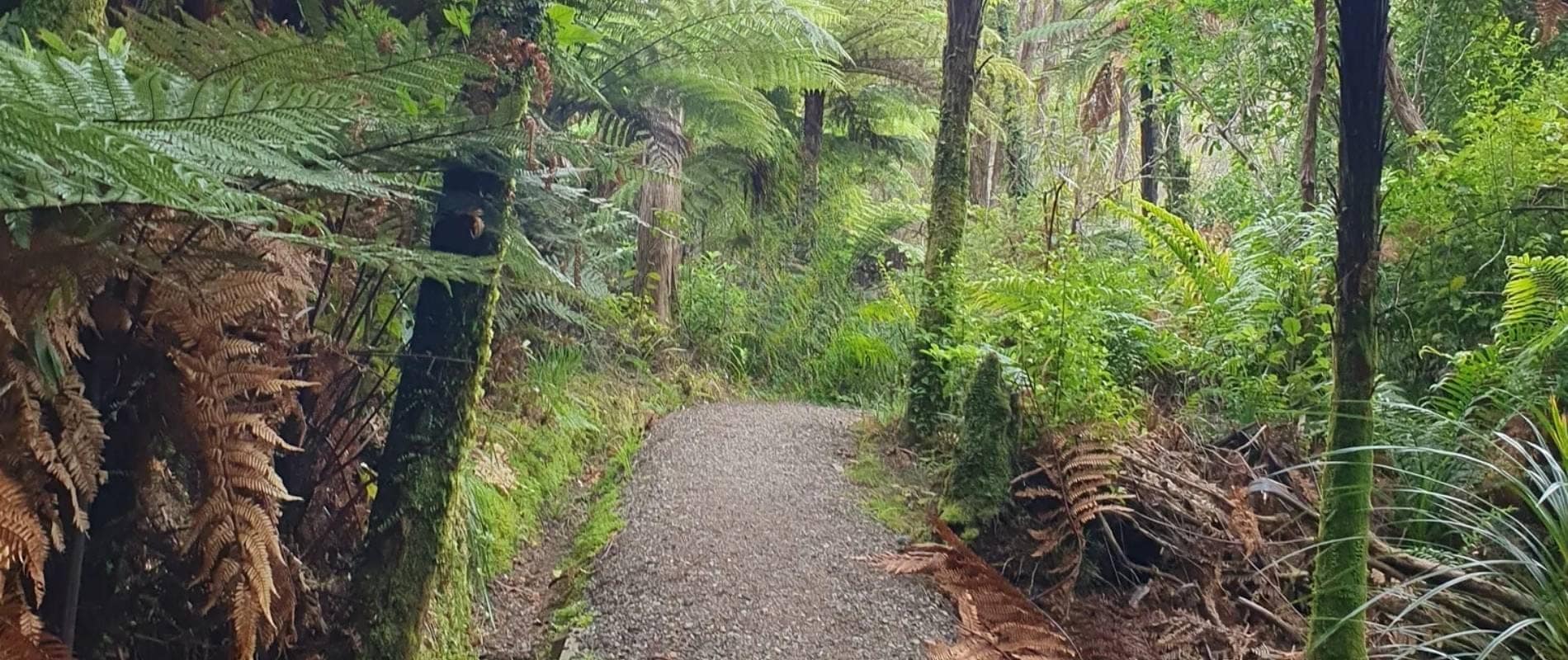 Explore the Montana Heritage Trail at Cascade Kauri Park – Auckland’s Best Kept Secret!