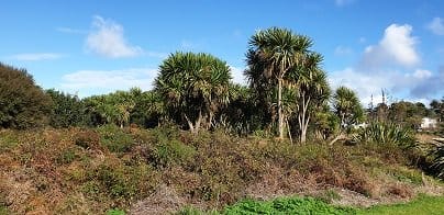 Kohuroa Park Native Bush