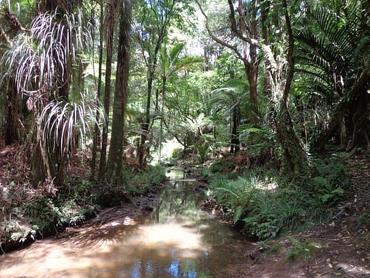 Botanic Gardens and Totara Park Loops