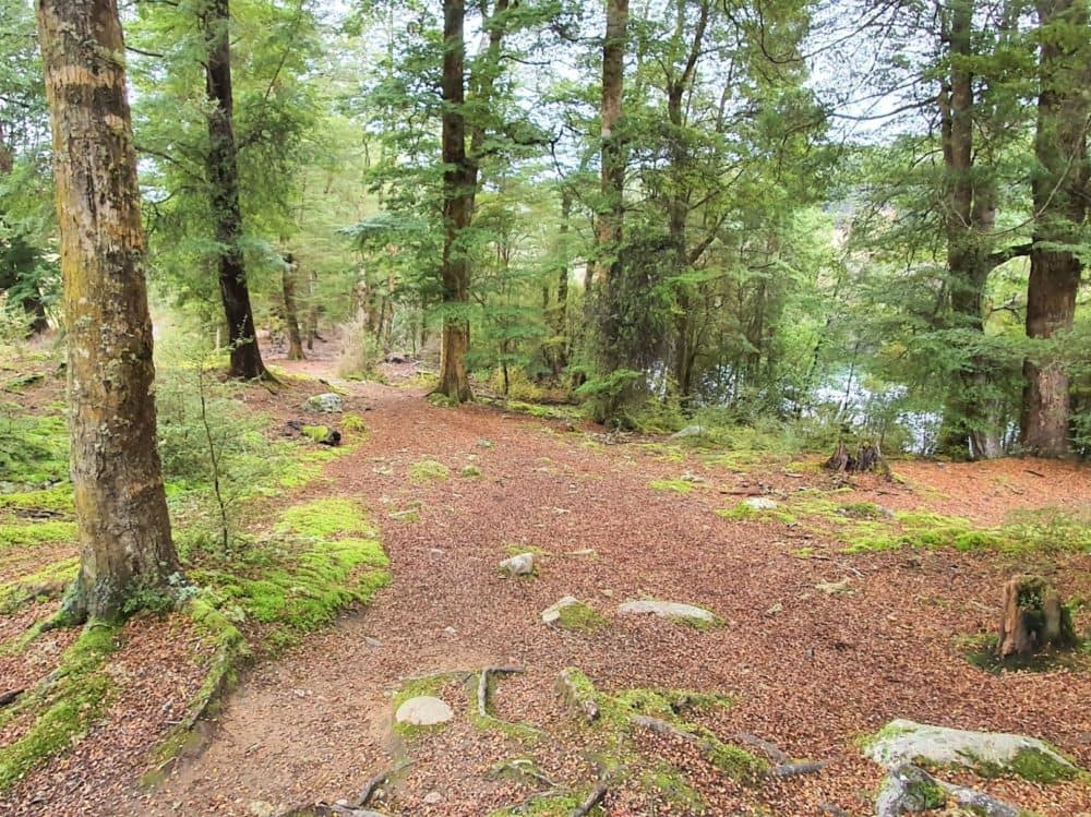 Circle Track in Manapouri, South Island - Copyright Freewalks.nz