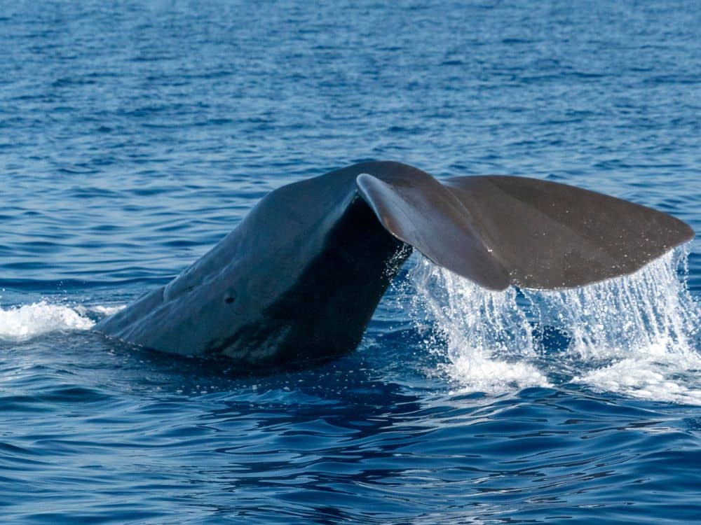 Whale watching scenic flight from Kaikoura with sperm whale