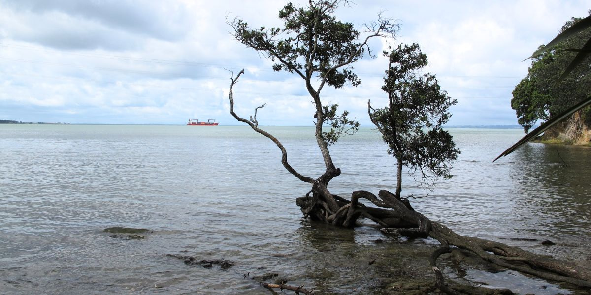 Flounder Bay in Blockhouse Bay, Auckland