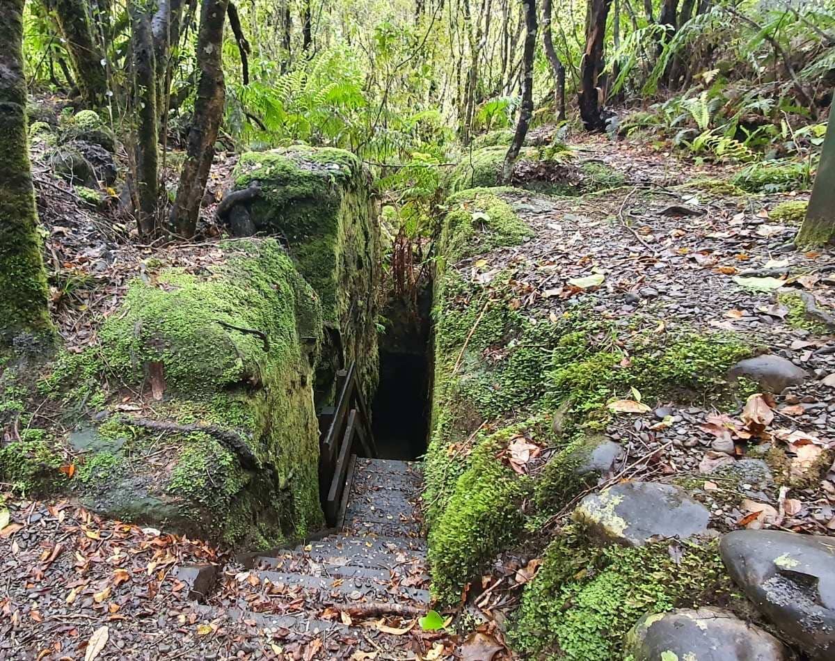 Woods Creek Track - Short West Coast Walk - Freewalks.nz (1)