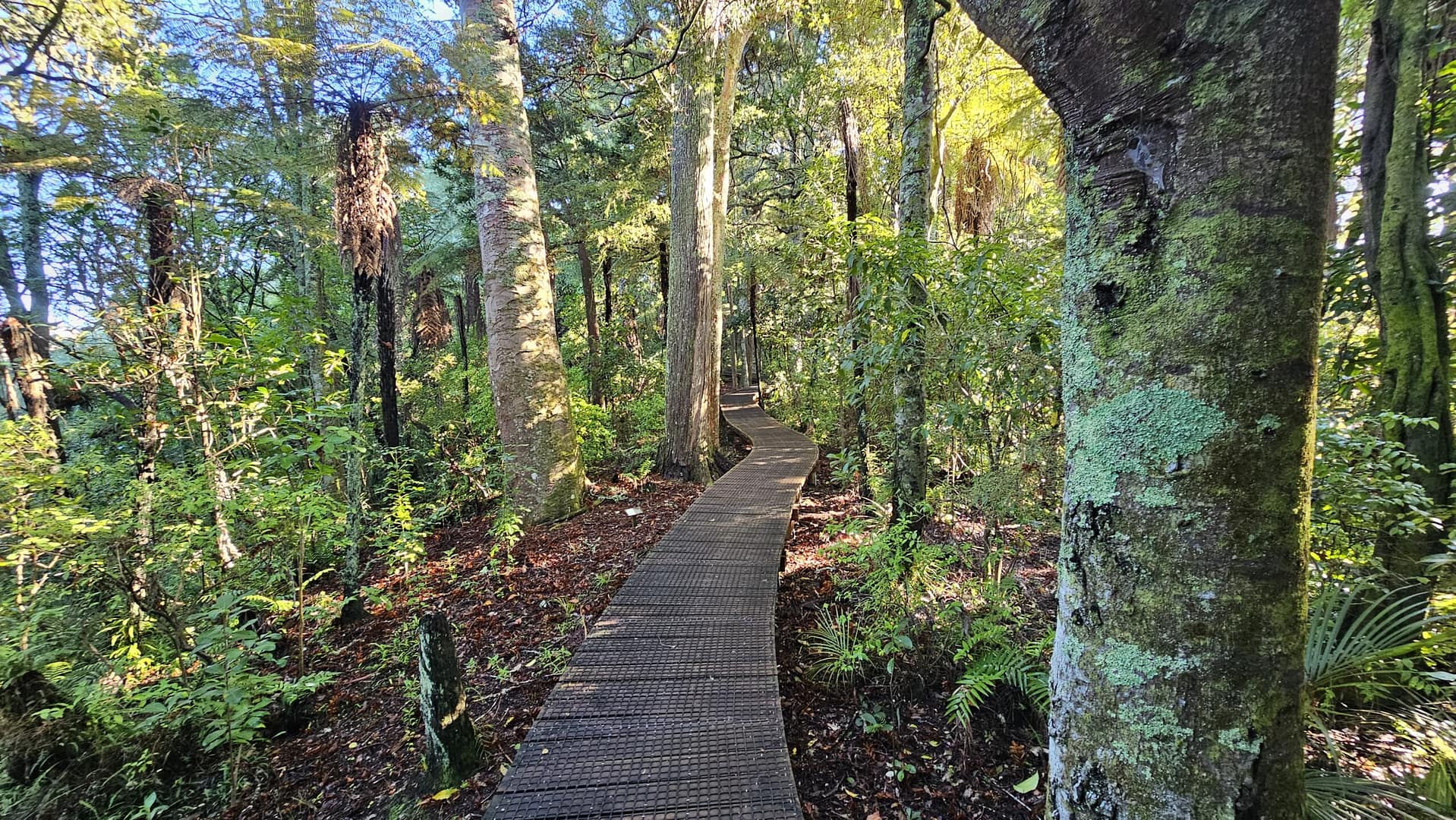 Kauri Park Loop Walk, Warkworth