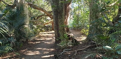 Track and large Trees