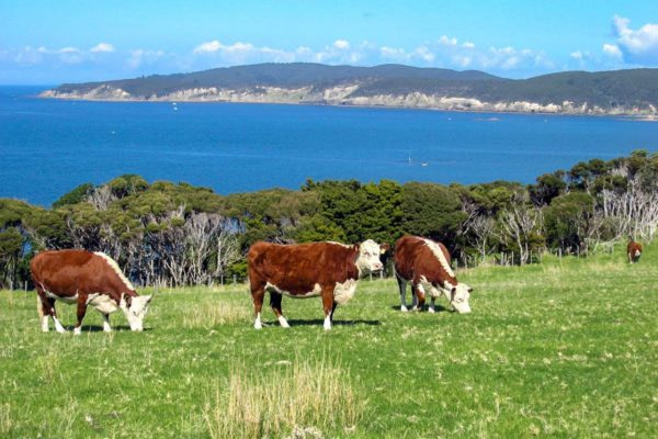 hereford cattle